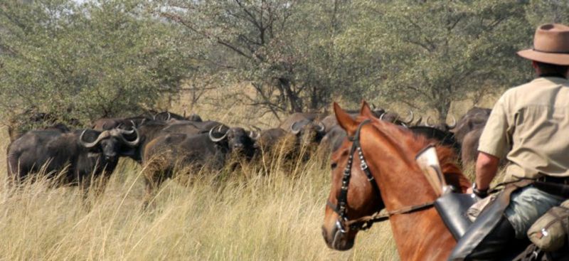 Pferdesafari Botswana